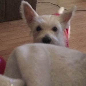 Meet your Posher, Norangeli